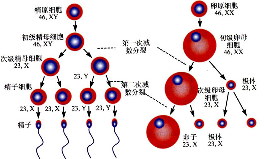 精子组成.jpg