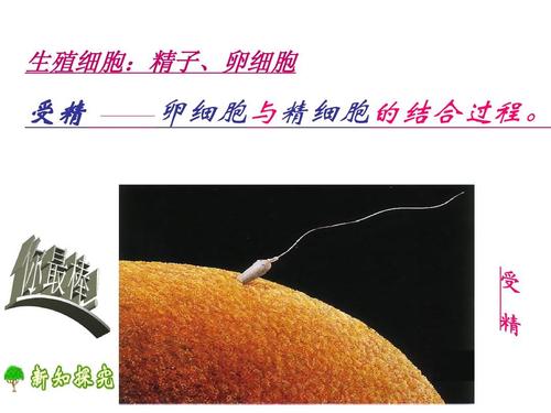 受精.jpg